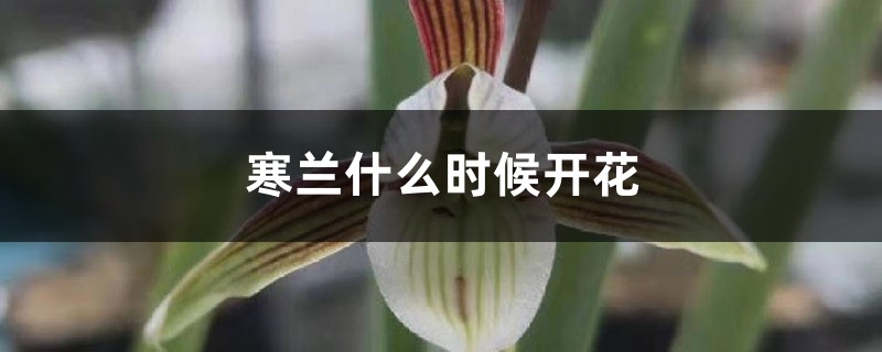 寒兰什么时候开花 寒兰什么时候开花