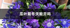 瓜叶菊冬天能开吗