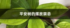 平安树的摆放禁忌