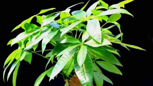 发财树和招财树的区别 发财树和招财树的区别
