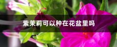 紫茉莉可以种在花盆里吗