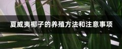 夏威夷椰子的养殖方法和注意事项