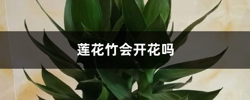 莲花竹会开花吗