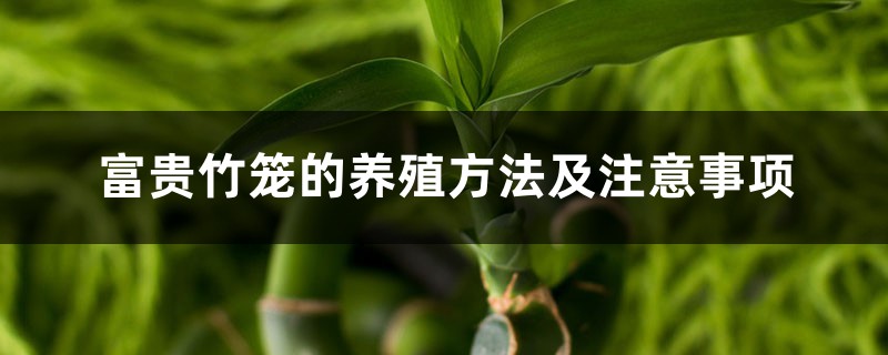 富贵竹笼的养殖方法及注意事项 富贵竹笼的养殖方法及注意事项
