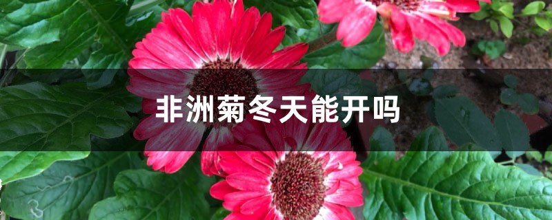 非洲菊冬天能开吗 非洲菊冬天能开吗