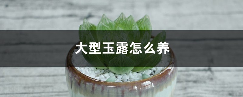 大型玉露怎么养