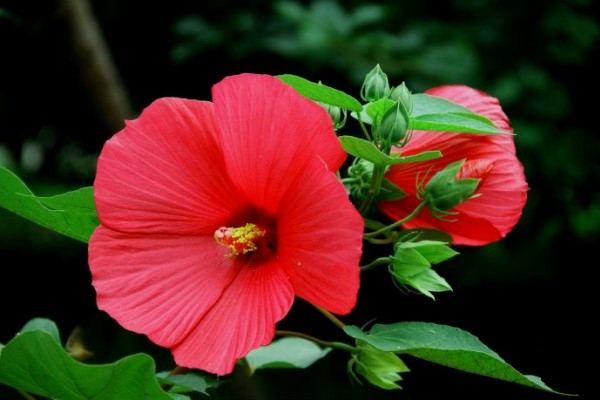 芙蓉葵的养殖方法及注意事项 芙蓉葵的养殖方法及注意事项