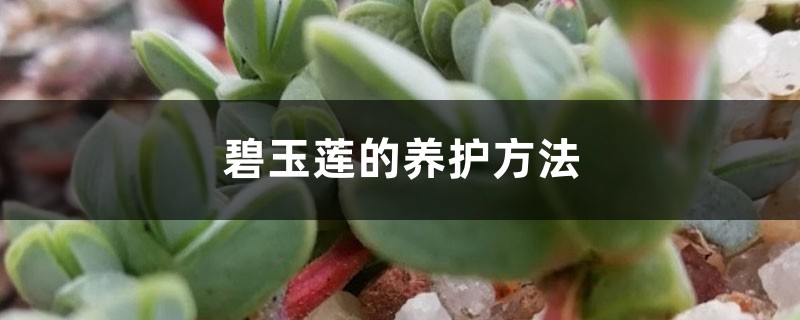 碧玉莲的养护方法 碧玉莲的养护方法