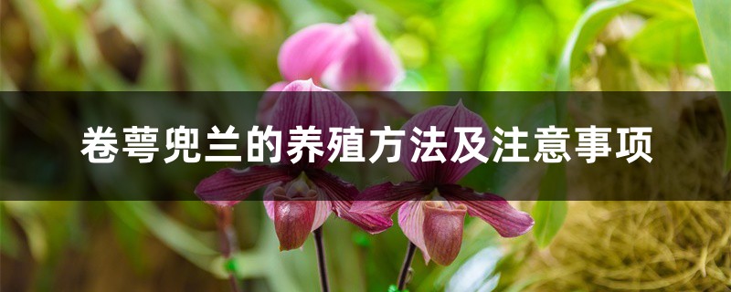 卷萼兜兰的养殖方法及注意事项 卷萼兜兰的养殖方法及注意事项