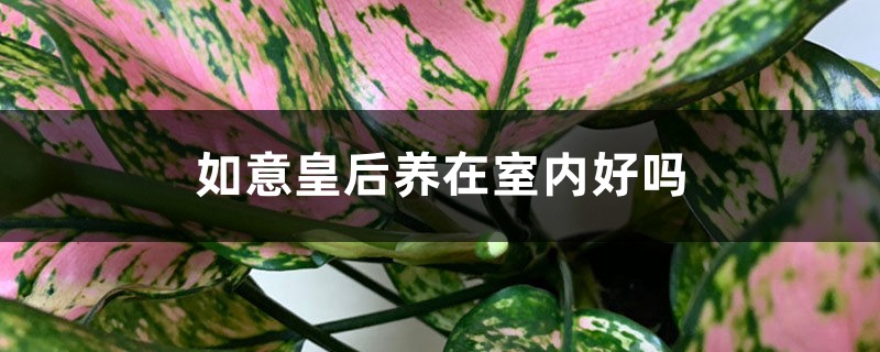 如意皇后养在室内好吗 如意皇后养在室内好吗