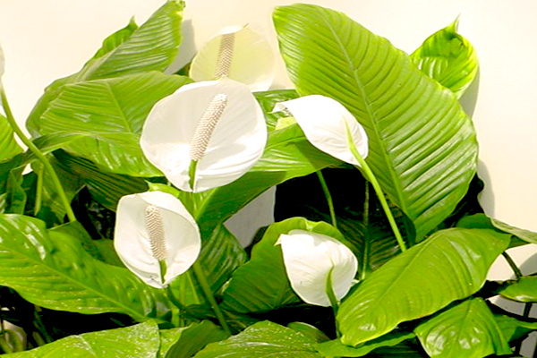 观叶植物的室内摆放讲究 观叶植物的室内摆放讲究