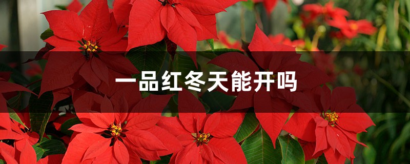 一品红冬天能开吗 一品红冬天能开吗