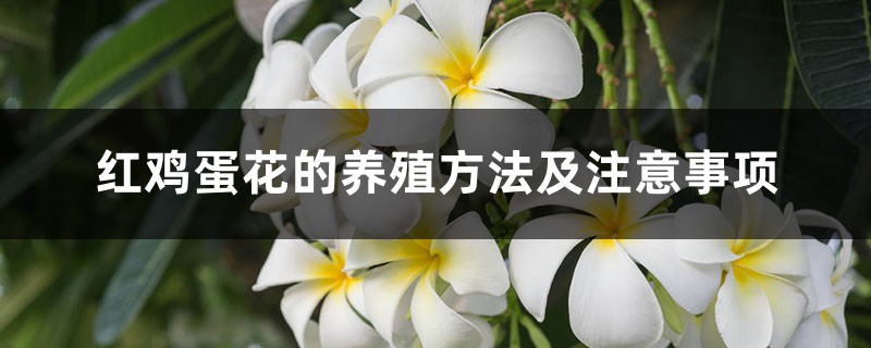 红鸡蛋花的养殖方法及注意事项 红鸡蛋花的养殖方法及注意事项
