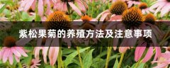 紫松果菊的养殖方法及注意事项