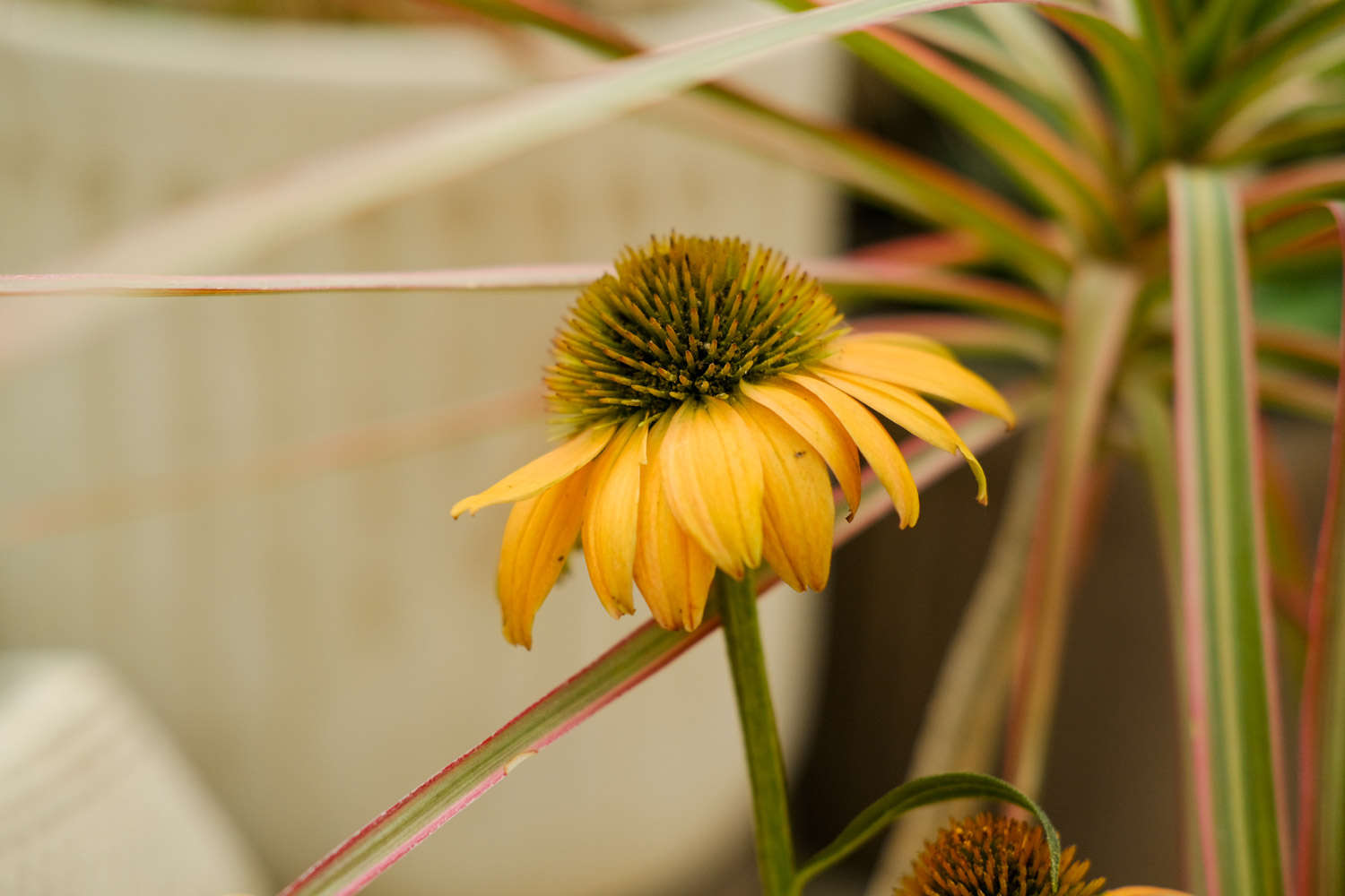 松果菊