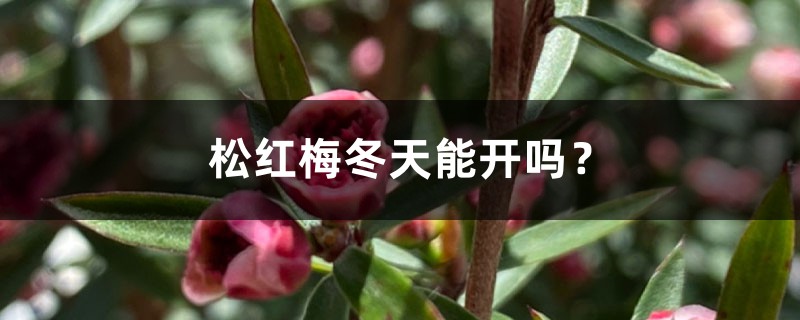 松红梅冬天能开吗？