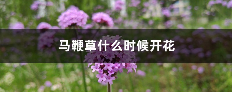 马鞭草什么时候开花 马鞭草什么时候开花