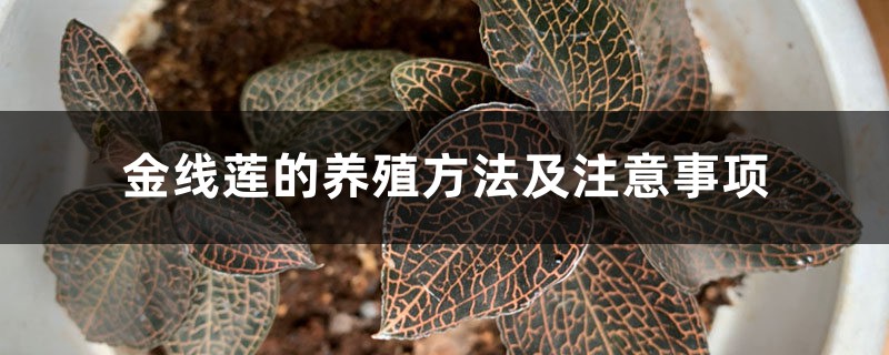 金线莲的养殖方法及注意事项 金线莲的养殖方法及注意事项