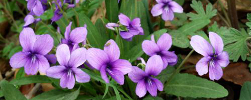 冬季如何有效进行庭院花园除草