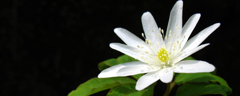 多被银莲花的养殖方法及注意事项 多被银莲花的养殖方法及注意事项