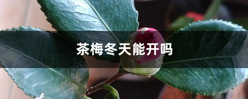 茶梅冬天能开吗