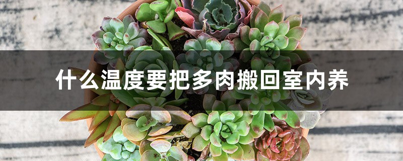 什么温度要把多肉搬回室内养 什么温度要把多肉搬回室内养