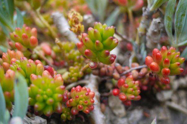 冬季适合新手养殖的植物 冬季适合新手养殖的植物