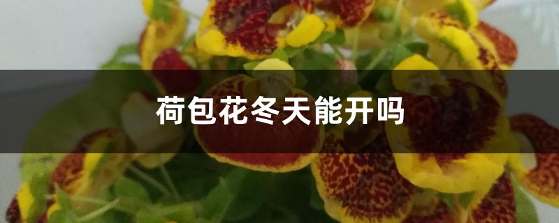 荷包花冬天能开吗 荷包花冬天能开吗