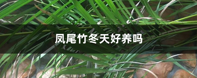 凤尾竹冬天好养吗 凤尾竹冬天好养吗