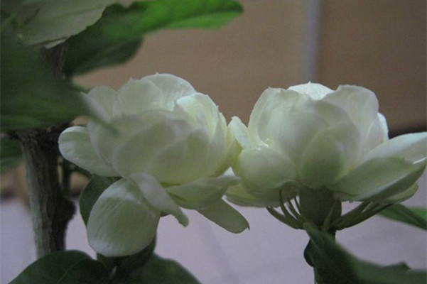 宝珠茉莉怎么养 宝珠茉莉怎么养