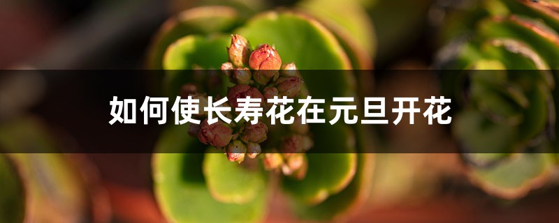 如何使长寿花在元旦开花 如何使长寿花在元旦开花