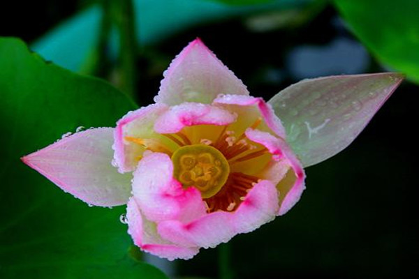 迎宾芙蓉的养殖方法及注意事项 迎宾芙蓉的养殖方法及注意事项