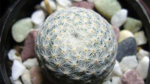 白鸟和银手指的区别 白鸟和银手指的区别