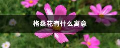 格桑花有什么寓意