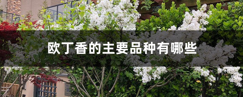 欧丁香的主要品种有哪些 欧丁香的主要品种有哪些
