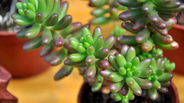 玉米石和虹之玉的区别 玉米石和虹之玉的区别