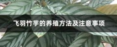 飞羽竹芋的养殖方法及注意事项