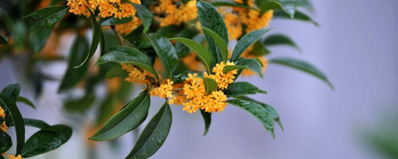 日香桂和四季桂的区别 日香桂和四季桂的区别