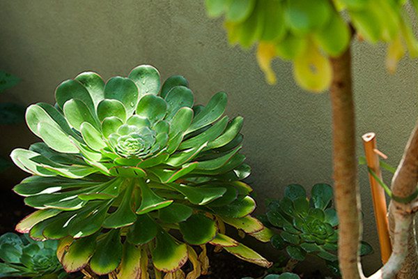 大叶莲花掌怎么养 大叶莲花掌怎么养