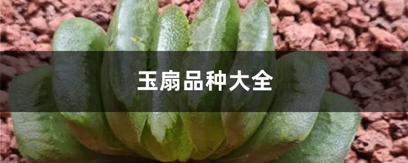 玉扇品种大全 玉扇品种大全