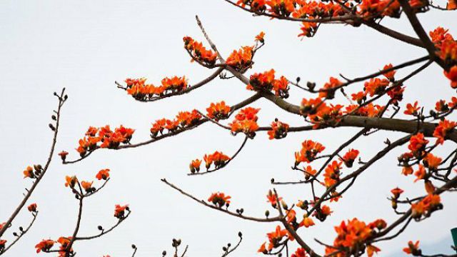 美人树和木棉树的区别 美人树和木棉树的区别