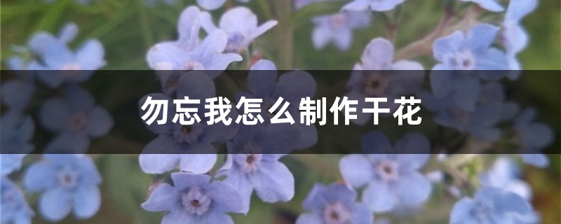 勿忘我怎么制作干花 勿忘我怎么制作干花