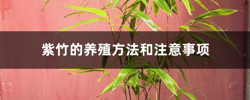 紫竹的养殖方法和注意事项 紫竹的养殖方法和注意事项