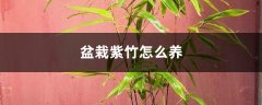 盆栽紫竹怎么养