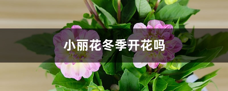 小丽花冬季开花吗