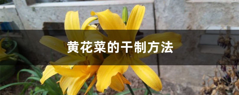 黄花菜的干制方法 黄花菜的干制方法