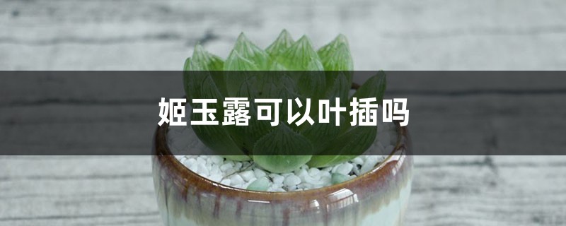姬玉露可以叶插吗 姬玉露可以叶插吗
