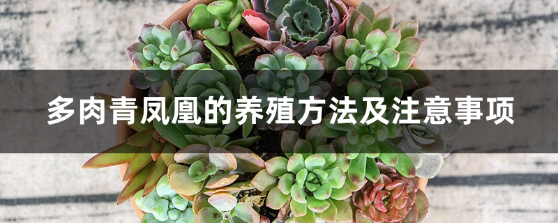 多肉青凤凰的养殖方法及注意事项 多肉青凤凰的养殖方法及注意事项