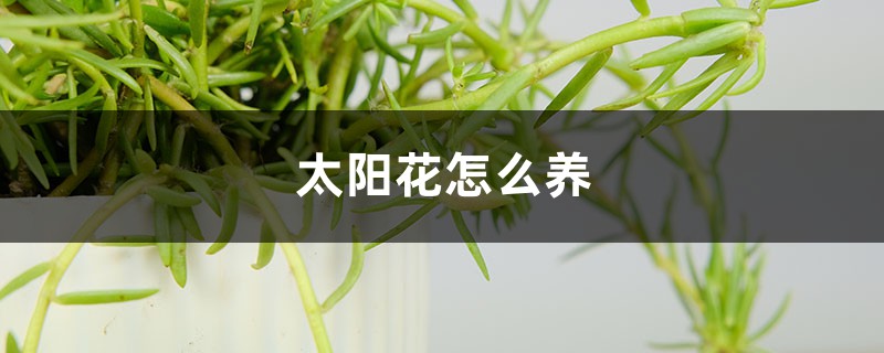 太阳花怎么养 太阳花怎么养