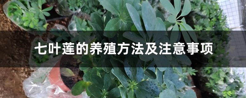 七叶莲的养殖方法及注意事项 七叶莲的养殖方法及注意事项